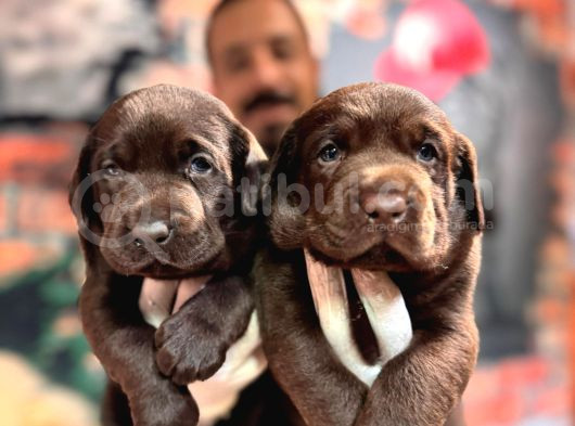 Çikolata Labrador Retriever Yavrularımız A Kalite Irk görsel