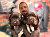 Çikolata labrador retriever yavrularımız a kalite ırk