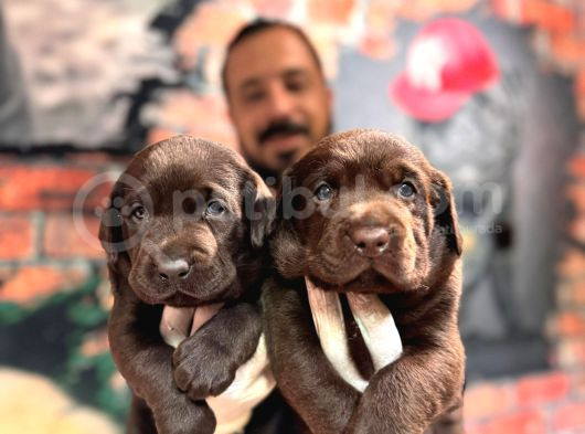 Çikolata Labrador Retriever Yavrularımız A Kalite Irk