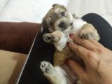 Morkie Bebekler
