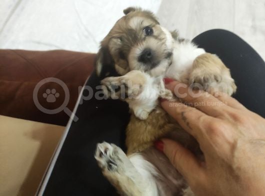 Morkie Bebekler görsel