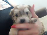 Morkie Bebekler