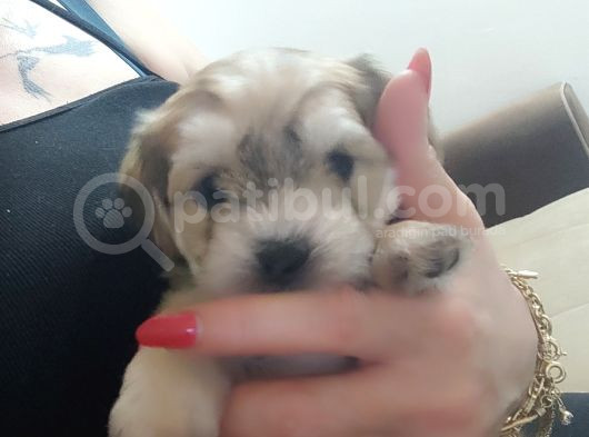 Morkie Bebekler görsel