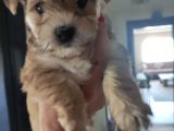 Morkie Bebekler