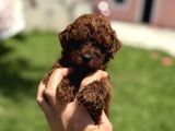 Bardak Boy Dark Brown Kore Poodle Bebekler