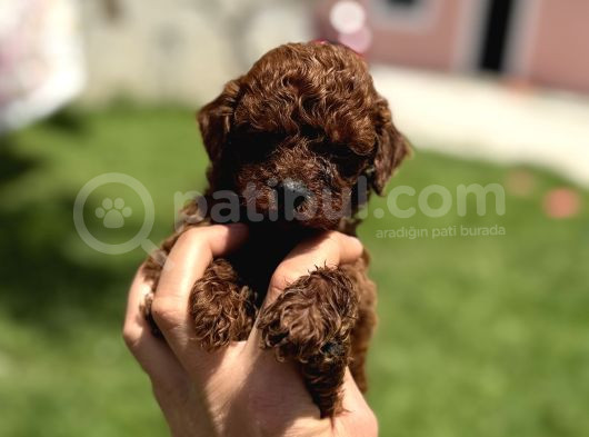Bardak Boy Dark Brown Kore Poodle Bebekler görsel