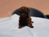 Bardak Boy Dark Brown Kore Poodle Bebekler