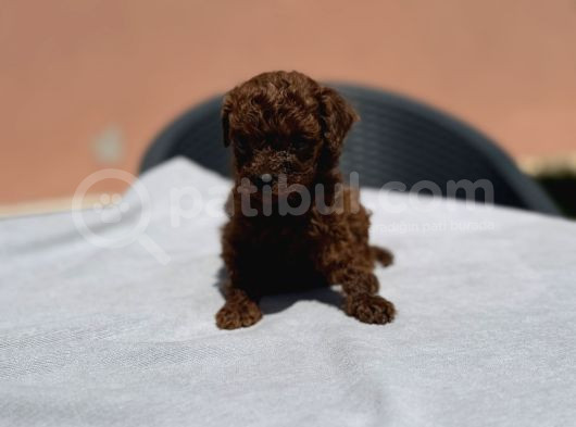 Bardak Boy Dark Brown Kore Poodle Bebekler görsel