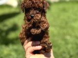 Bardak Boy Dark Brown Kore Poodle Bebekler