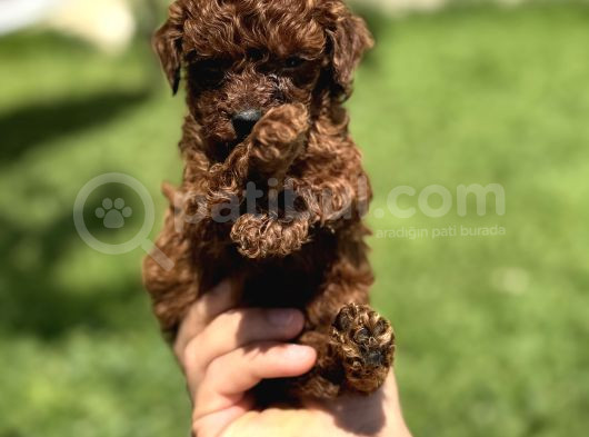 Bardak Boy Dark Brown Kore Poodle Bebekler görsel
