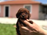 Bardak boy Dark brown kore poodle BEBEKLER