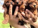 Bardak Boy Dark Brown Kore Poodle Bebekler