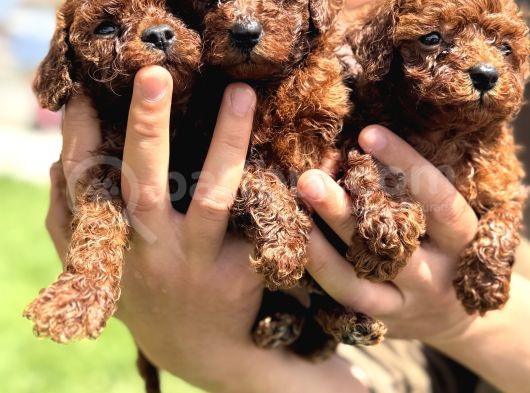 Bardak Boy Dark Brown Kore Poodle Bebekler görsel