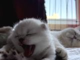 6 Mart Doğumlu Scottish Fold 2 Adet
