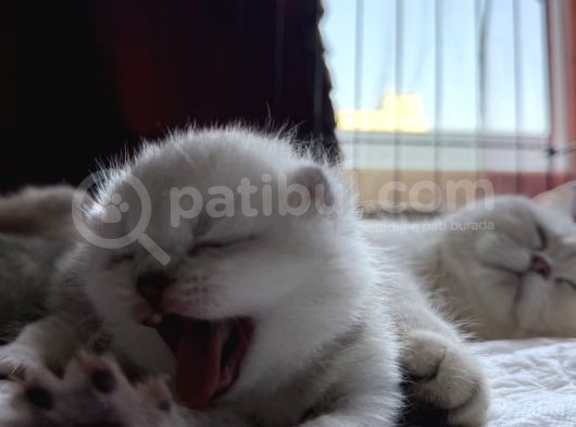 6 Mart Doğumlu Scottish Fold 2 Adet görsel