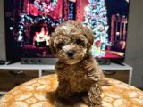 Egzoti̇k Çi̇ft Renk Toy Poodle