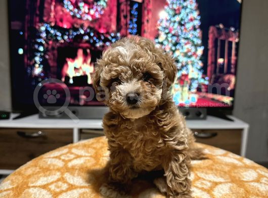 Egzoti̇k Çi̇ft Renk Toy Poodle görsel
