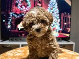 eGZOTİK ÇİFT RENK TOY POODLE