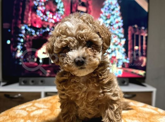 Egzoti̇k Çi̇ft Renk Toy Poodle