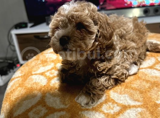 Egzoti̇k Çi̇ft Renk Toy Poodle görsel