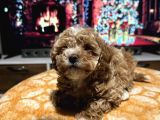 Egzoti̇k Çi̇ft Renk Toy Poodle