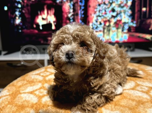 Egzoti̇k Çi̇ft Renk Toy Poodle görsel