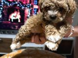 Egzoti̇k Çi̇ft Renk Toy Poodle