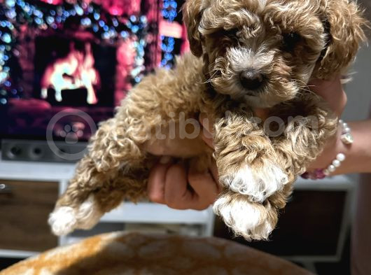 Egzoti̇k Çi̇ft Renk Toy Poodle görsel