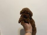 Dişi Ve Erkek Kore Kan Poodle Yavrularımız