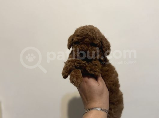 Dişi Ve Erkek Kore Kan Poodle Yavrularımız görsel