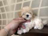 Kore Teacup Maltipoo Disi Yavrularım