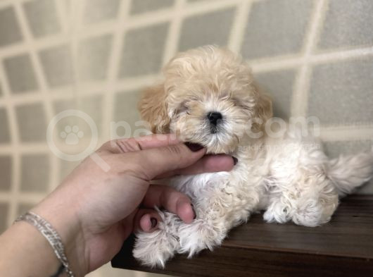 Kore Teacup Maltipoo Disi Yavrularım