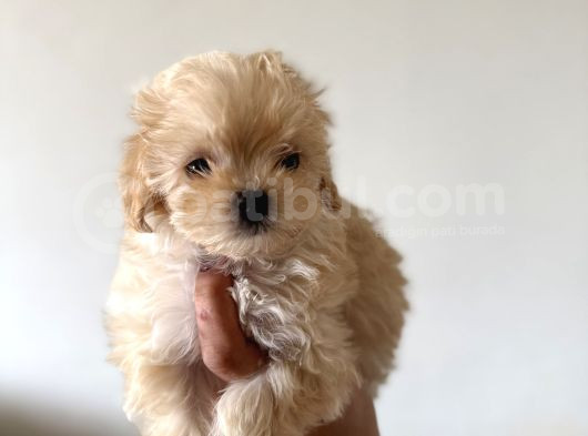 Kore Teacup Maltipoo Disi Yavrularım görsel