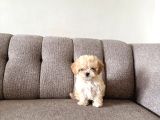 Kore Teacup Maltipoo Disi Yavrularım