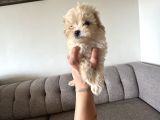 Kore Teacup Maltipoo Disi Yavrularım