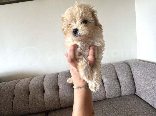 Kore Teacup Maltipoo Disi Yavrularım görsel