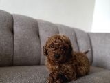 Dişi Ve Erkek Kore Kan Poodle Yavrularımız