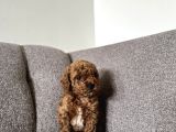 Dişi Ve Erkek Kore Kan Poodle Yavrularımız
