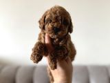 dişi ve erkek kore kan poodle yavrularımız