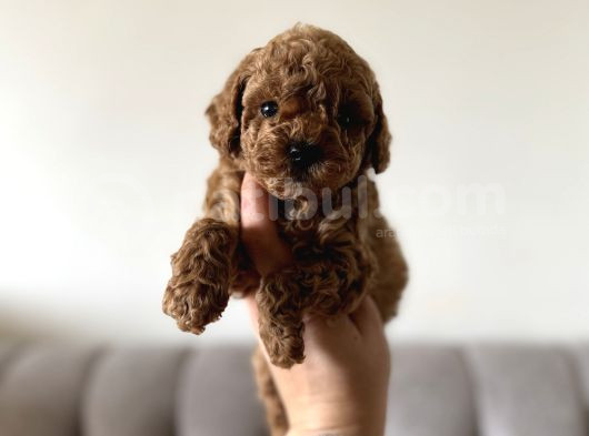 Dişi Ve Erkek Kore Kan Poodle Yavrularımız