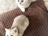 6 Mart Doğumlu Scottish Fold 2 Adet