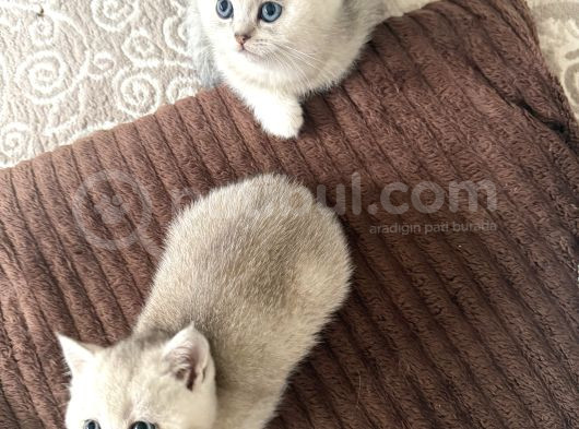 6 Mart Doğumlu Scottish Fold 2 Adet görsel