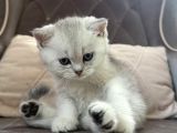 6 Mart Doğumlu Scottish Fold 2 Adet