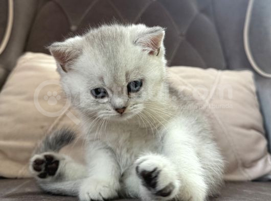 6 Mart Doğumlu Scottish Fold 2 Adet görsel