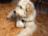 6 aylık tuvalet eğitimli Erkek labradoodle