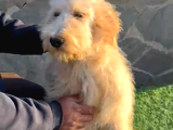 6 Aylık Tuvalet Eğitimli Erkek Labradoodle