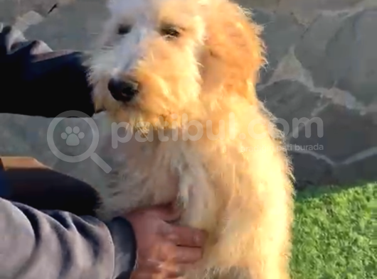 6 Aylık Tuvalet Eğitimli Erkek Labradoodle görsel