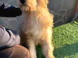 6 Aylık Tuvalet Eğitimli Erkek Labradoodle