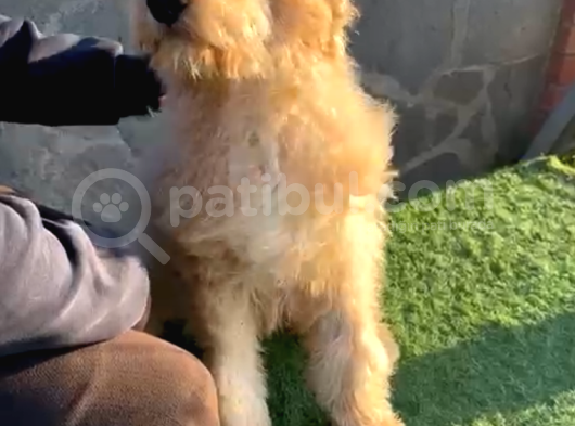 6 Aylık Tuvalet Eğitimli Erkek Labradoodle görsel