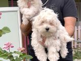 MALTESE TERRİER YAVRU